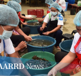 Low-salt fermented mussel sauce developed as a healthier alternative to high-salt ingredients